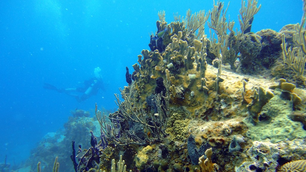 Debatten mellom Sea Sponge Vs Coral er en eldgamle. Siden antikken har mennesker blitt fascinert av den utrolige kompleksiteten til de dype hav og har lengtet etter å forstå den fantastiske skjønnheten og kompleksiteten til svamper og koraller som bor i det. Mens svamper og koraller kan se vidt forskjellige ut, er det lignende nivåer av biologisk mangfold og biologiske tilpasninger i dem begge, noe som gjør det vanskelig å skille hverandre fra hverandre.