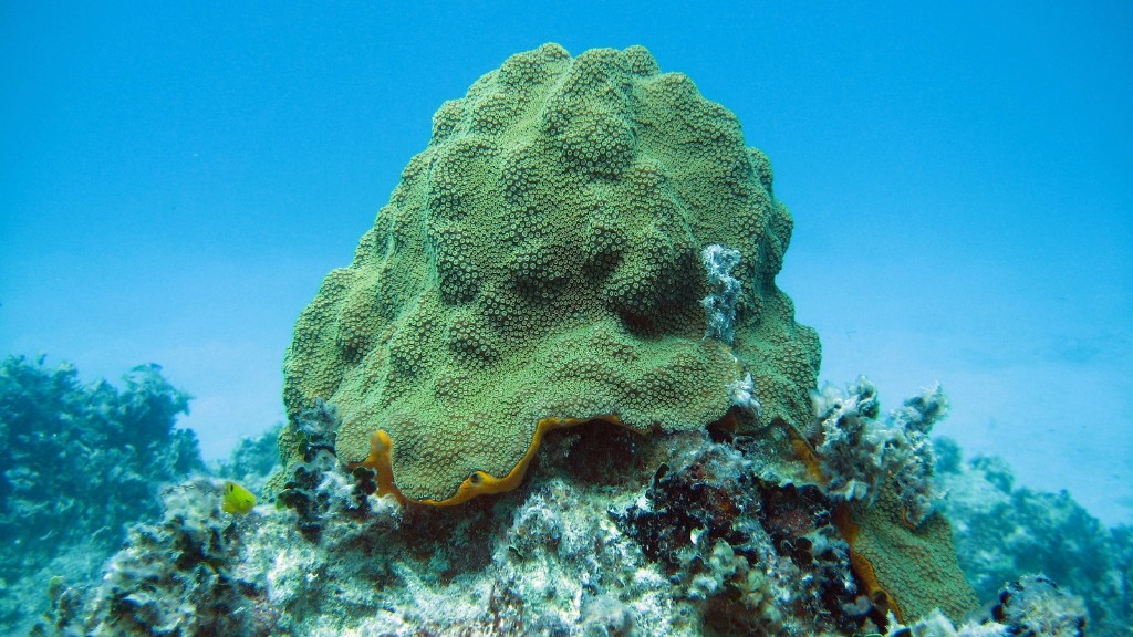 Sea Sponge Jade Pearl
